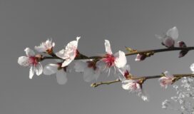 kirschblüte