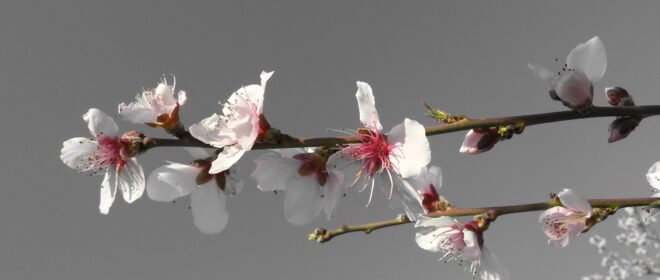 kirschblüte