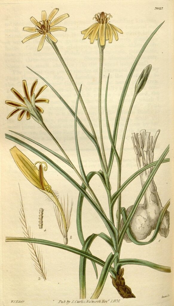 schwarzwurzel
