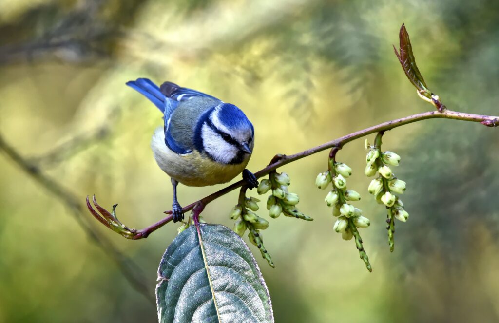 vogel auf ast