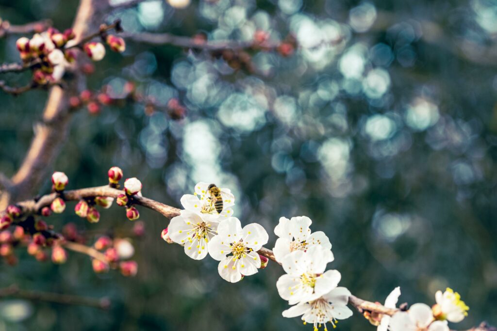 obstsbaum blüte