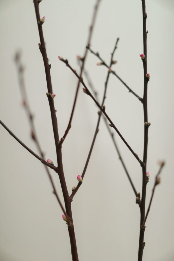 baumknospen
