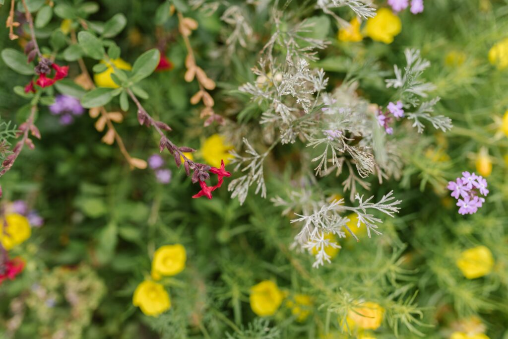 bunte blumen