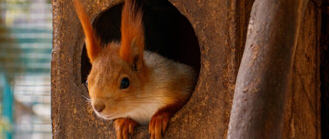 eichhörnchen im nistkasten