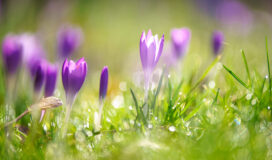krokus