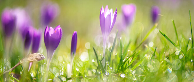 krokus
