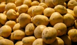 kartofflen