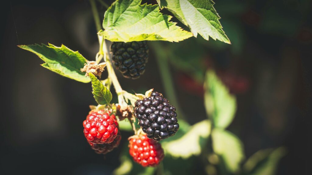 Brombeere