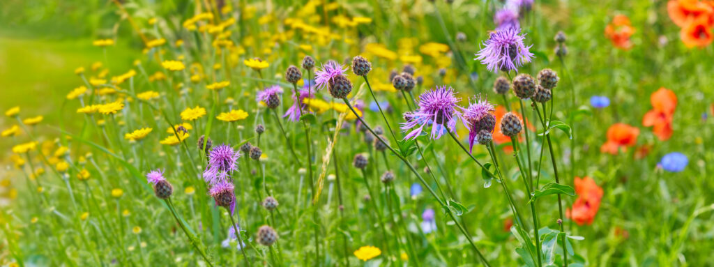 Sommerblumen Wiese